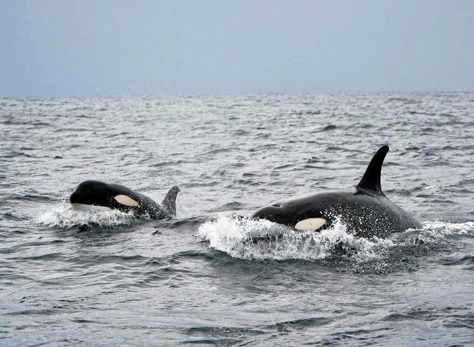 ‘INCREDIBLE’: 30+ killer whales surround boat | Daily Telegraph