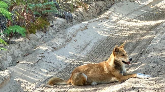 A warning has been issues after an incident involving two dingoes on K’gari.