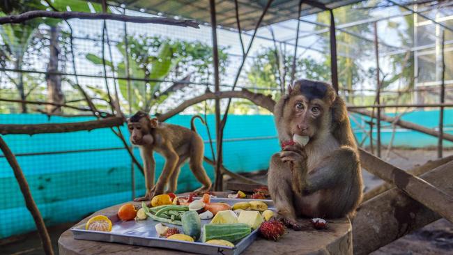 Rina, right, the double amputee macaque, with younger macaque Dede. Picture: Jiro Ose