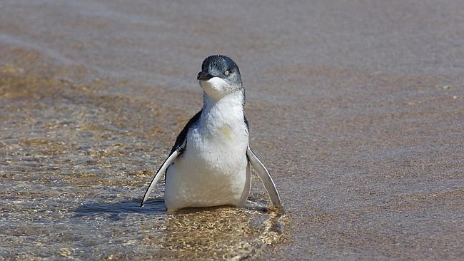 Little penguin died from eating plastic in Manly, spurring the ...