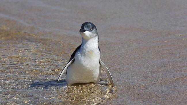 Two Little Penguins were released into the ocean from North Curl Curl after receiving some much needed care from Taronga's Wi...