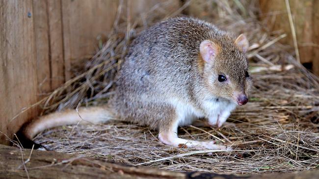 The native bettong is one of the species that have been threatened by feral cats. Picture: Sam Rosewarne