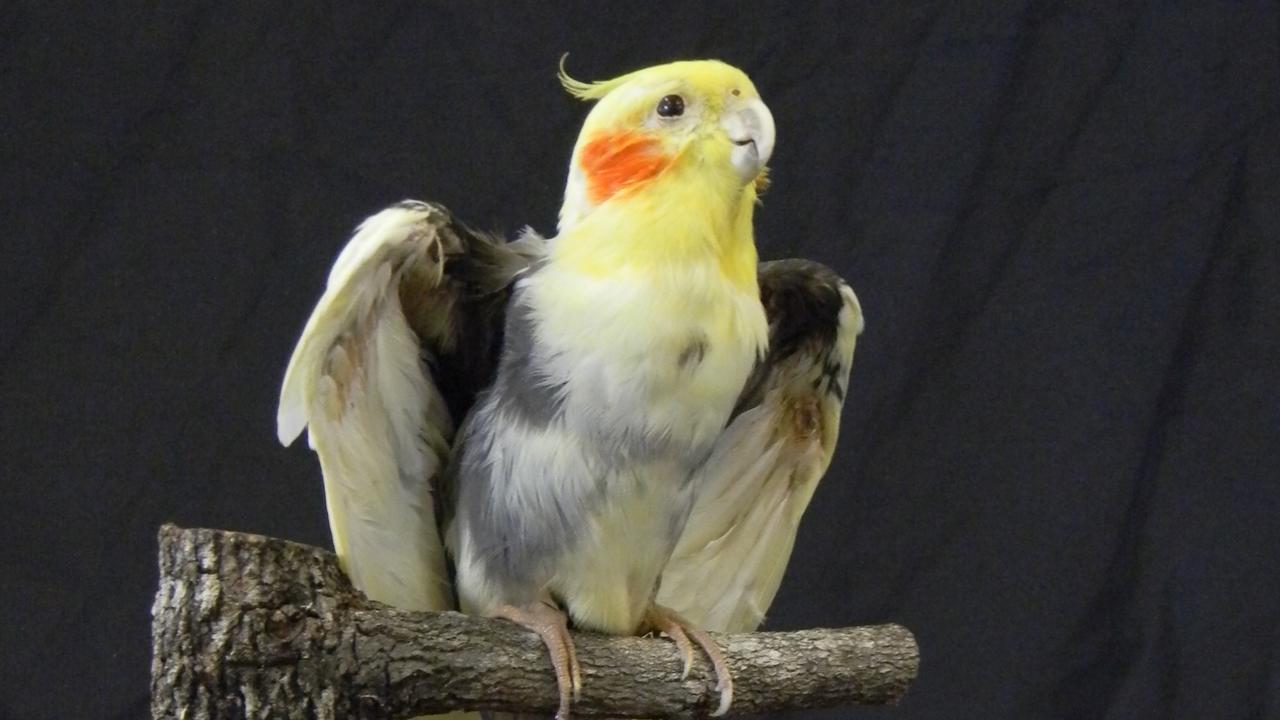 This cockatiel looks as if it could fly of its perch but it has been to Markus Michalowitz’s workshop.