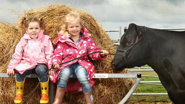 Fiona Koch’s daughters Molly, 4, and Evie, 3, at their Barrabool farm with Tavern the heifer who is headed to the Geelong Show. Picture: Alison Wynd