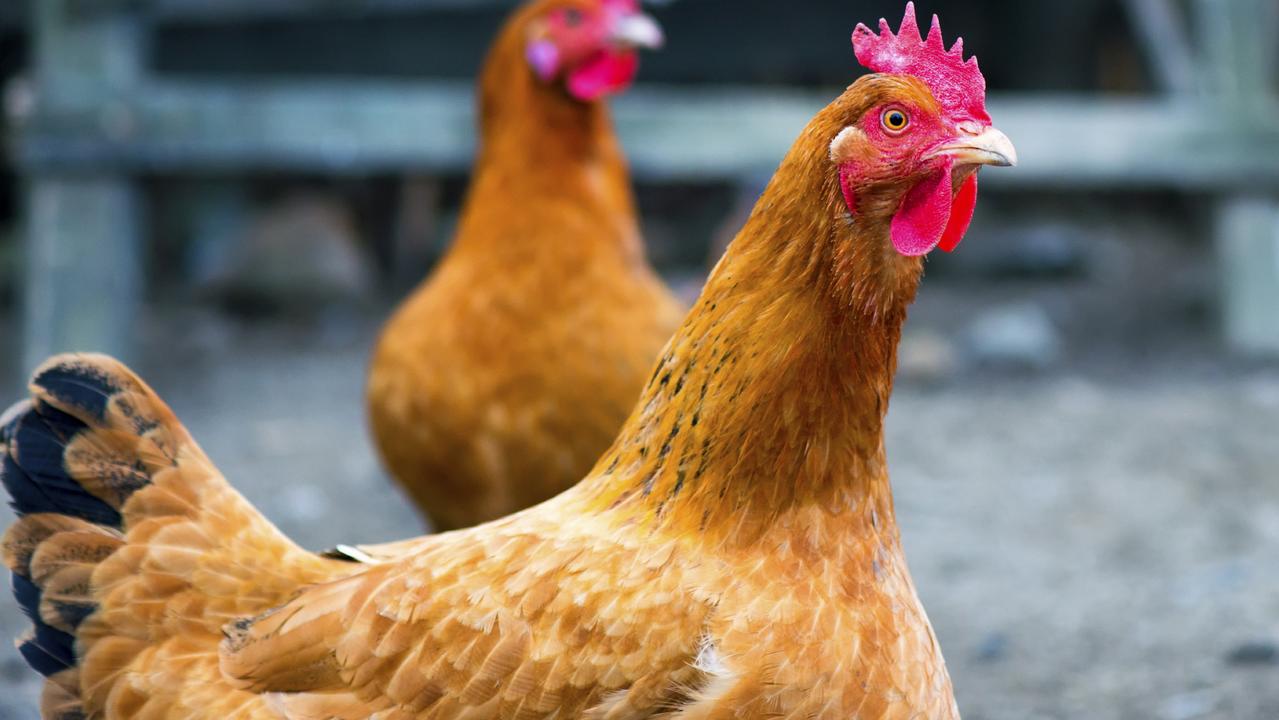 A fresh outbreak of H7N8 avian flu has been found in Victoria, just days after the federal government declared the disease eradicated.