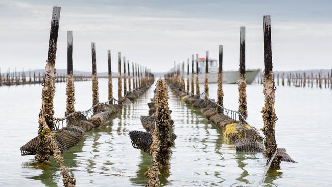 An oyster farm on the Eyre Peninsula. Picture: Jill Coates