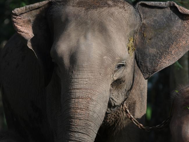 Rare elephant slaughtered for tusks