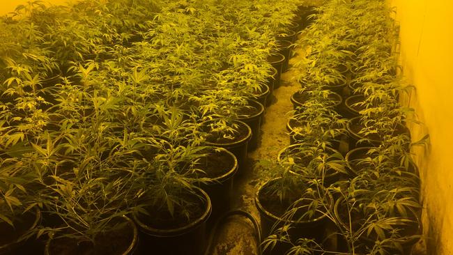 A hydroponic cannabis crop that was discovered at Smithfield in September 2020. Picture: SA Police.