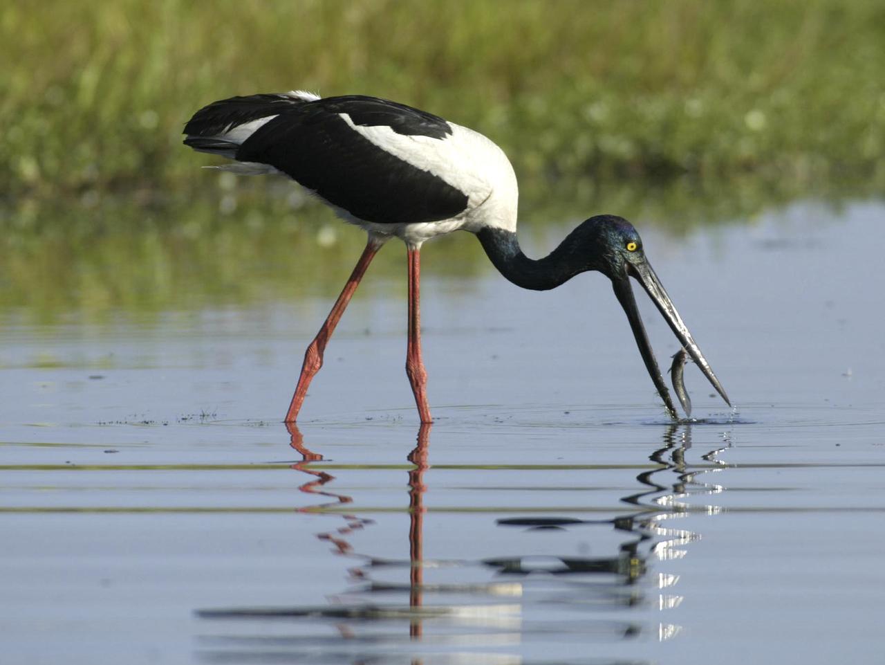 Kakadu Bird Week from October 14-21 reveals feathered delight of a Top ...