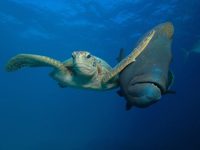 A green turtle jockeys for first place witha Napoleon Maori wrasse. Picture: Troy Mayne/Barcroft Images