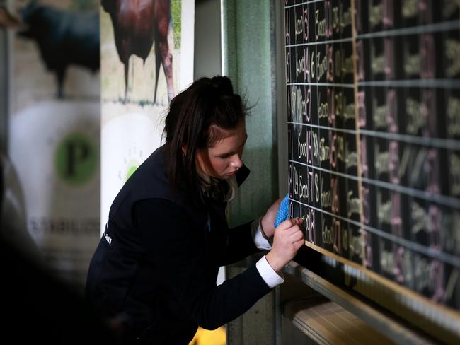 70 bulls were up for auction via the Helmsman auction system at the Paringa spring bull sale. Picture: Andy Rogers