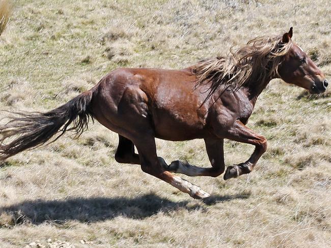 A Snowy Mountains brumby gallops across a plain in Kosciuszko National Park