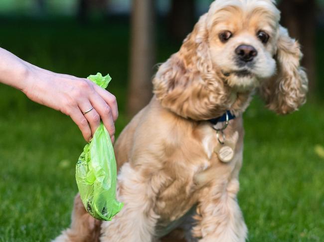 Dog poo bag istock image.