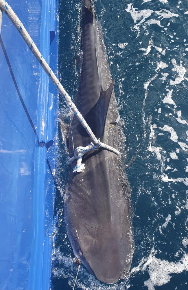 This 2.5 metre Tiger shark was caught off Dee Why Beach by the new SMART drumlines. Picture: Supplied/Department of Primary Industries