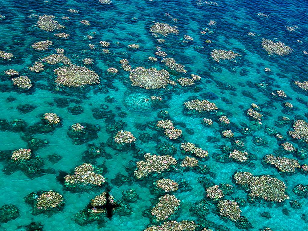 Coral has been bleached by warming sea temperatures with little prospect of recovery. Picture: AFP