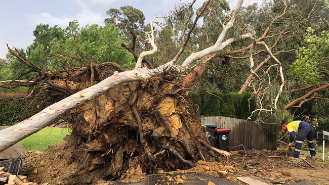 A big tree fell down in MacFarlane Street, Davidson, which tore up water pipes to several homes. Picture: Jim O'Rourke.