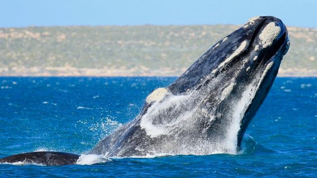 Southern right whales in the Great Australian Bight. Picture: Fowlers Bay Whale Tours