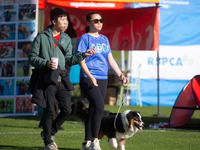 Dog walkers and their dogs at the million paws walk at Queens Domain in Hobart in Sunday 25th May 2025. Picture: Linda Higginson