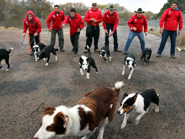 The organisation co-ordinated by Bernie Shakeshaft help troubled youth to get back on track by training working dogs.