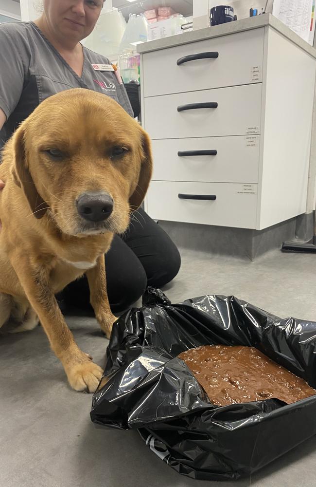 Columnist Ann Wason Moore's dog Sparky is a regular at the vets