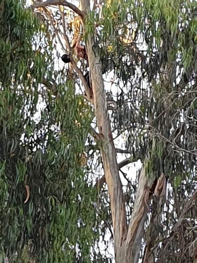 The parachuter was stuck in the tree for almost seven hours. Picture: Kinglake SES