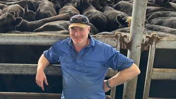 Damien Wines, Windy View Farming from Cooriemungle sold 83 grown steers at Mortlake to make 322-400c/kg, 470-509kg, $1513-$2027. Picture: Supplied