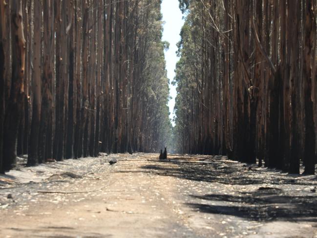 The desolation in bushfire areas on Kangaroo Island was described as ‘apocalyptic’. Picture: RSPCA South Australia