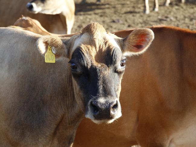 Dairy farmers in Victoria have enjoyed record profits, according to a new report.