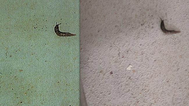 A photo showing a slug found in the I Cook Foods (left) facility in Dandenong that was sent to owners, compared to the original photo (right) taken during a health inspection.