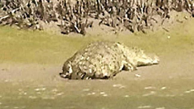 This crocodile was spotted in 2015. Picture: Contributed