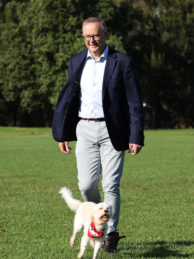 Labor leader Anthony Albanese with his dog Toto. Picture: Liam Kidston