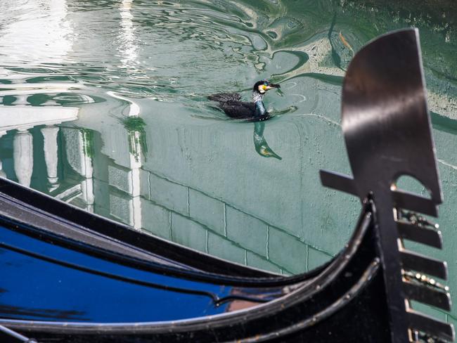 VENICE, ITALY Without the usual chaos of motorboats to scare it away, this seabird enjoys a paddle in the canals of Venice. Picture: AFP