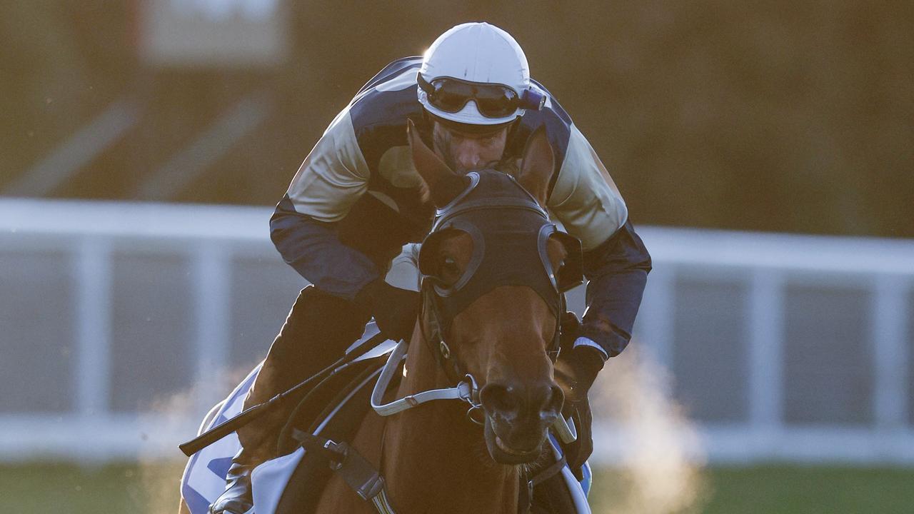 Caulfield Cup favourite Buckaroo. Picture: Michael Klein