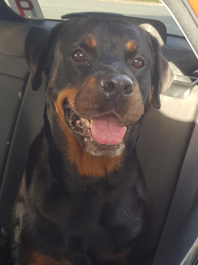 Ruby enjoying a car ride. Picture: Jodie Anderson