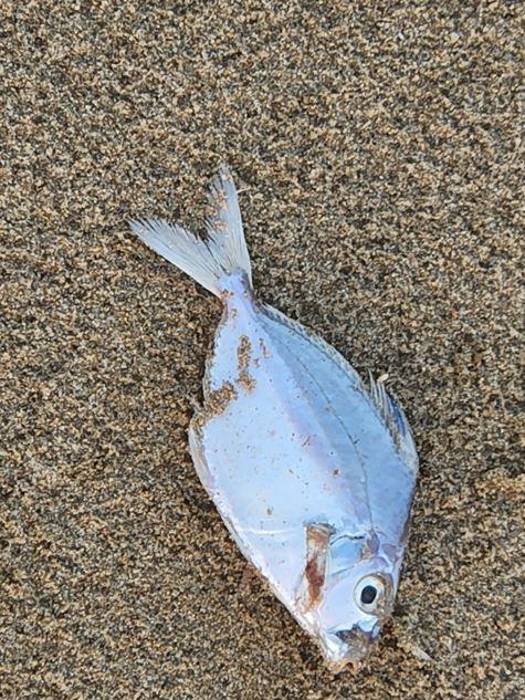 Dead fish washed up on Kemp Beach on May 29, 2024.