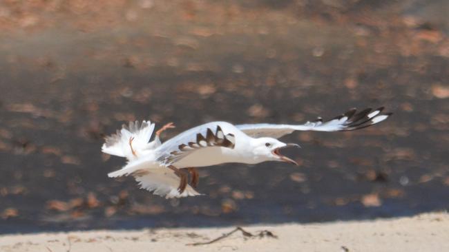 A hooded plover attacks a seagull at Seacliff to protect its chicks. Pictures: John Cobb