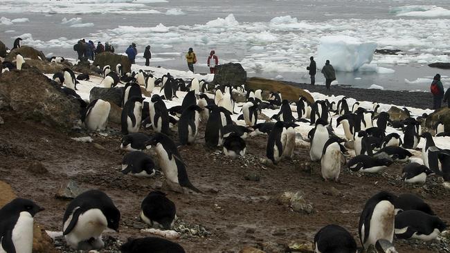 FILE - In this file photo dated Dec. 12, 2005, tourists observe scores of Adelie penguins gathered at Brown Bluff on the northern tip of the Antarctic Peninsula.  According to research released Sunday Oct. 15, 2017, by environmental group WWF,  scientists say a â€œcatastrophic breeding failureâ€ occurred when thousands of chicks from an Adelie penguin colony died of starvation last summer when adult penguins were forced to travel further for food, with only two chicks surviving the existential phenomena. (AP Photo/Brian Witte, FILE)