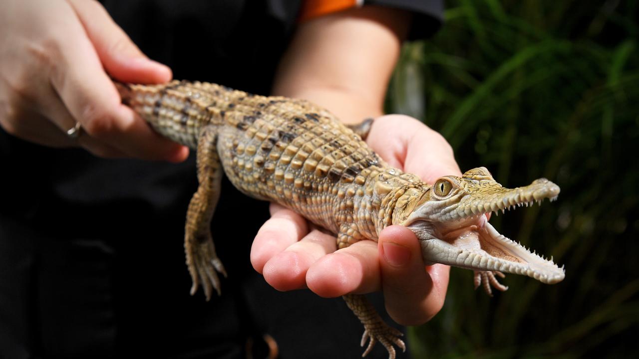 Crocodile Hatchlings Snappies In Nappies New Born Crocs Flash Their Baby Teeth Nt News