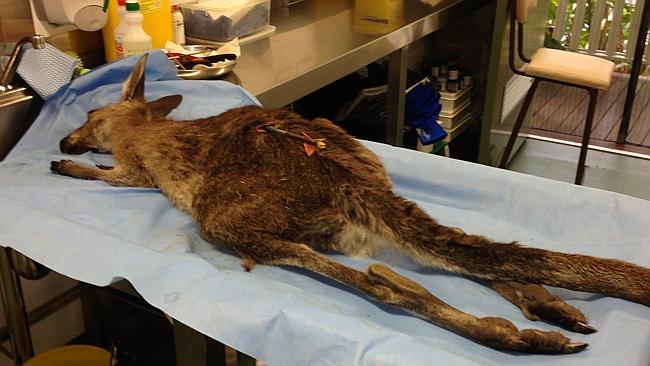 Female kangaroo spends up to a week hopping around with arrow shot ...