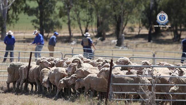 The sheep are being kept in a temporary pen.