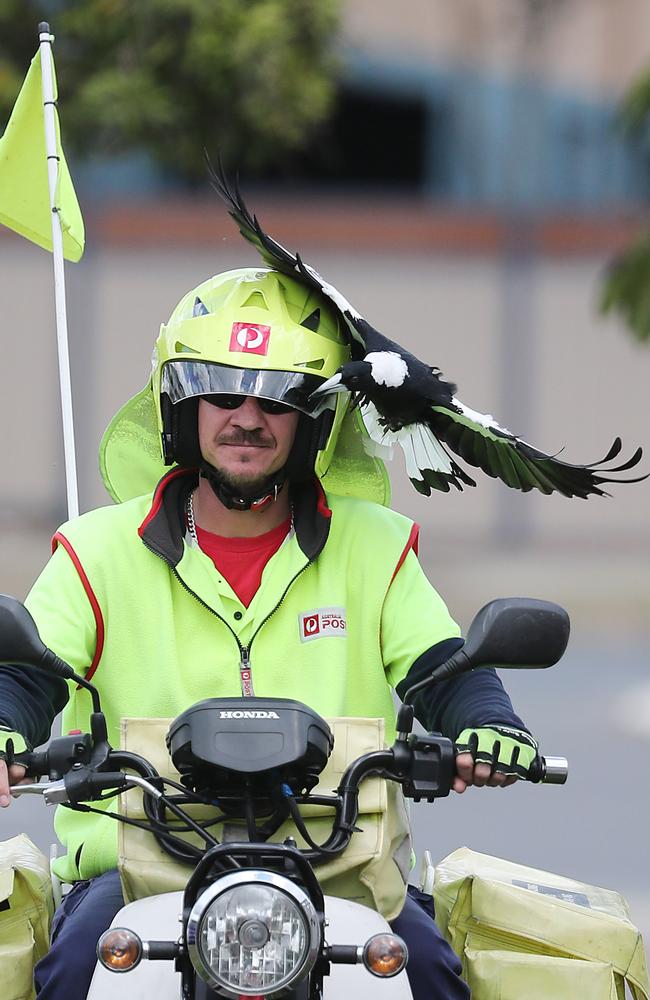 Postie Jeff Kreis says he’s a target for magpies because of his hi-vis gear. Picture: Peter Wallis