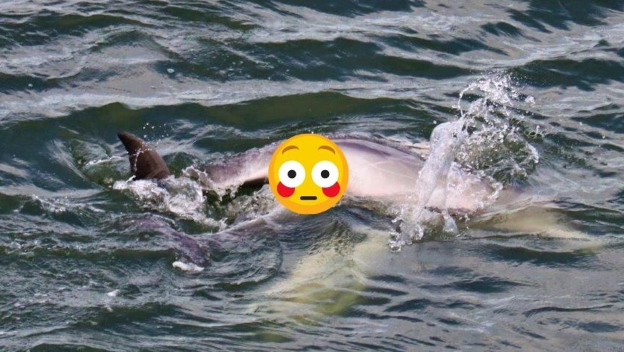 Labrador local photographs bottle-nosed dolphins mating in Gold Coast  Broadwater | Gold Coast Bulletin