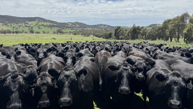 Thomsons Angus cattle.