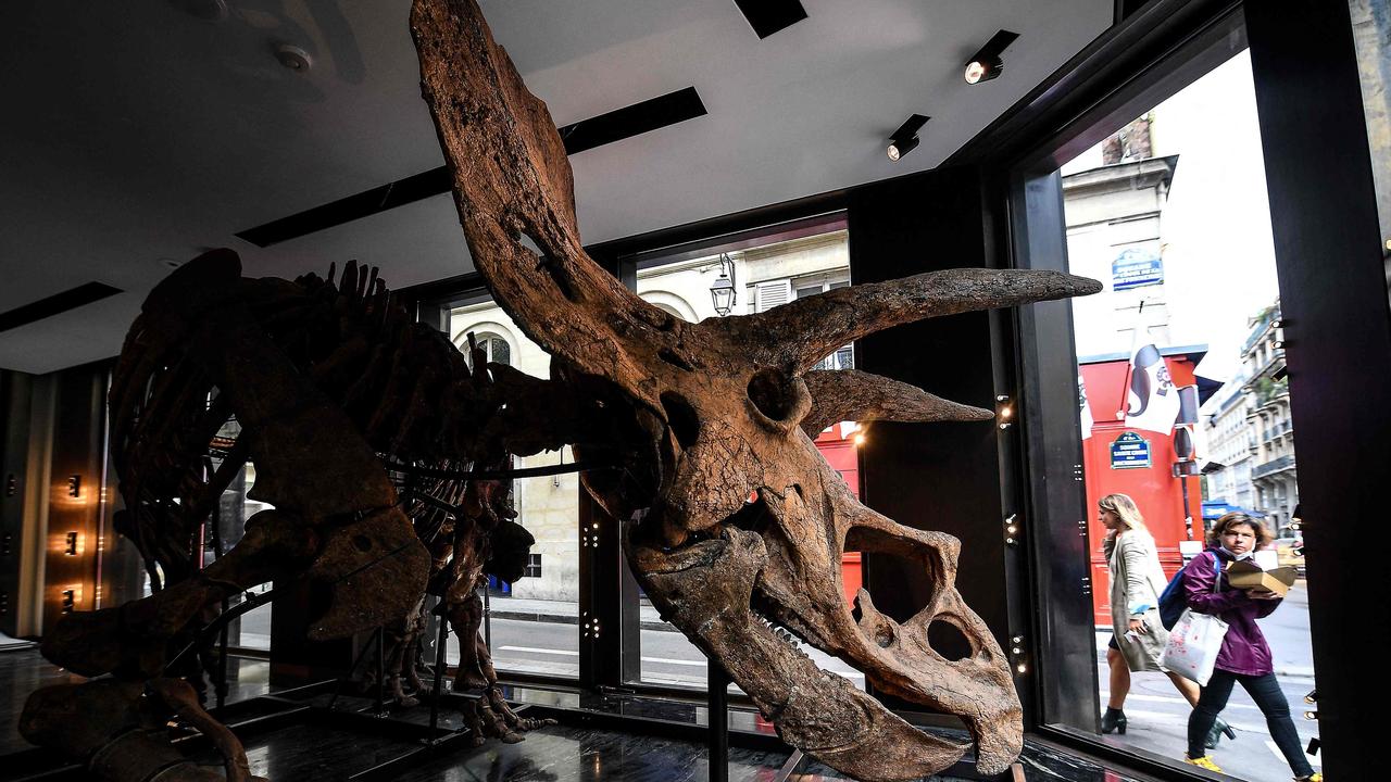 Big John the triceratops made for a striking window display ahead of his Thursday auction at the Drouot auction house in Paris. The world’s largest known triceratops, Big John is over 66 million years old and with an 8m long skeleton. Picture: AFP