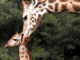 NEW ADDITION: Little Noodle will be in the Australia Zoo Savannah in the coming months. Picture: Kate Berry