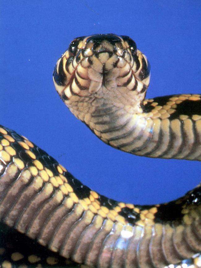 Broad-headed snake at Australian Reptile Park.