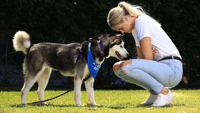 In an effort to find loving homes for as many neglected, homeless and abused animals as possible, RSPCA Queensland is calling on the community to participate in its major annual fundraising appeal, Give To Get Them Home, to support the care of animals, as well as helping to provide lifesaving treatment for animals in need. Champion swimmer Shayna Jack meets Frost, a 19 month old Husky cross. Pics Adam Head