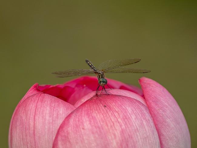 A dragonfly sits on a Lotus flower during the Lotus and Water Lily Festival at Kenilworth Aquatic Gardens in Washington, DC. The festival, put on by the National Parks Service, occurs every year when the flowers are at peak bloom. Picture: Stefani Reynolds / AFP