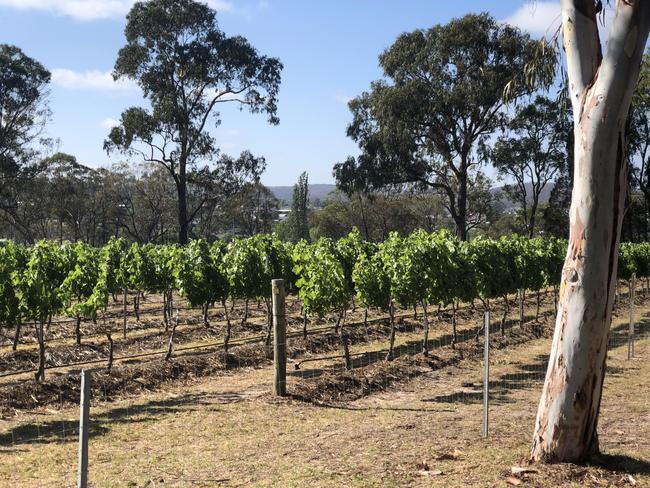 A vineyard at Queensland College of Wine Tourism. Picture: Des Houghton
