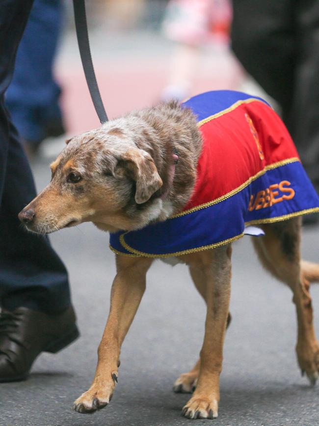 Bubbles the war dog in Brisbane for the 2023 ANZAC Day March. Picture: NCA NewsWire / Glenn Campbell